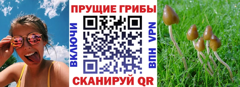 продажа наркотиков  МЕГА зеркало  Галлюциногенные грибы GOLDEN TEACHER  Лесосибирск 